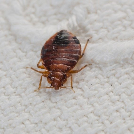Bed Bugs, Pest Control in Grays, Badgers Dene, RM17. Call Now! 020 8166 9746