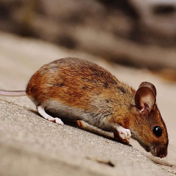 Mice, Pest Control in Grays, Badgers Dene, RM17. Call Now! 020 8166 9746