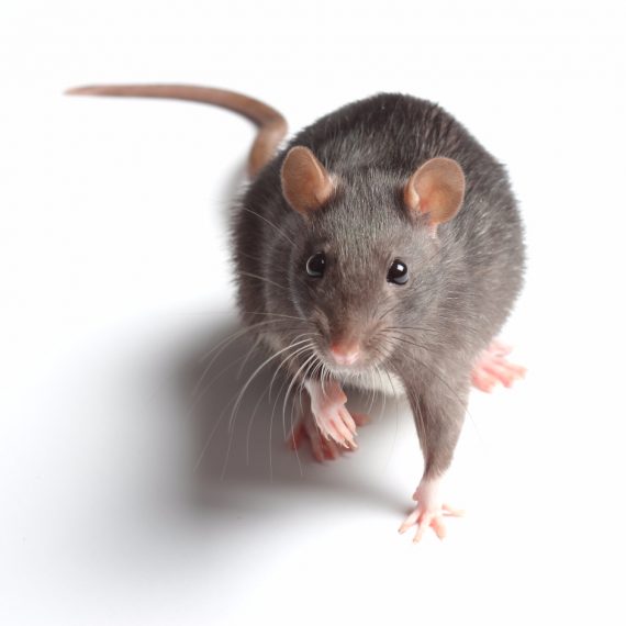 Rats, Pest Control in Grays, Badgers Dene, RM17. Call Now! 020 8166 9746