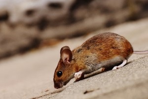 Mice Exterminator, Pest Control in Grays, Badgers Dene, RM17. Call Now 020 8166 9746