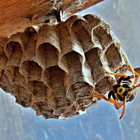 Wasps Nest, Pest Control in Grays, Badgers Dene, RM17. Call Now! 020 8166 9746