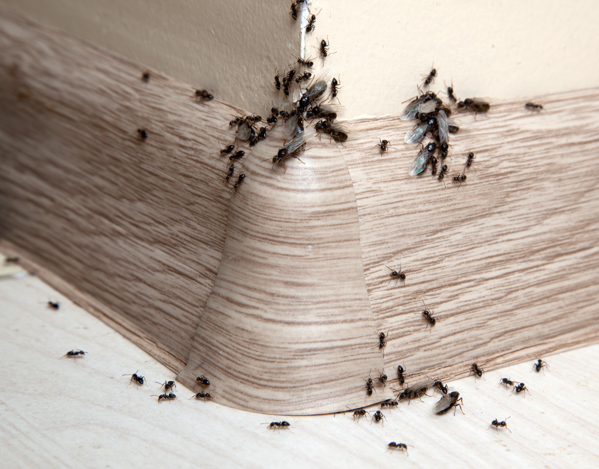 Ant Infestation, Pest Control in Grays, Badgers Dene, RM17. Call Now 020 8166 9746