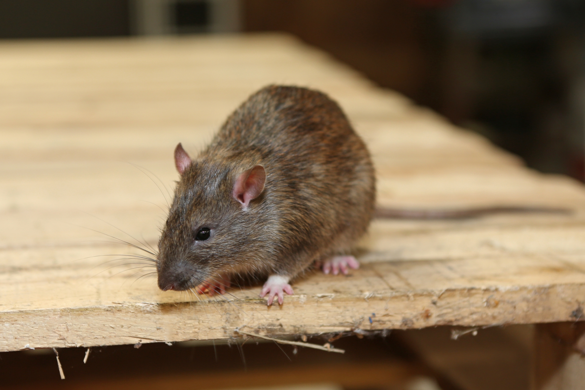 Rat Infestation, Pest Control in Grays, Badgers Dene, RM17. Call Now 020 8166 9746