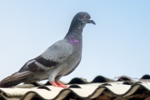Pigeon Pest, Pest Control in Grays, Badgers Dene, RM17. Call Now 020 8166 9746
